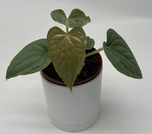 Anthurium Luxurians