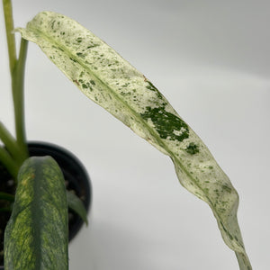Epipremnum Giganteum ‘Marble Variegated'
