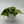 Philodendron Hederaceum 'Silver Stripe'