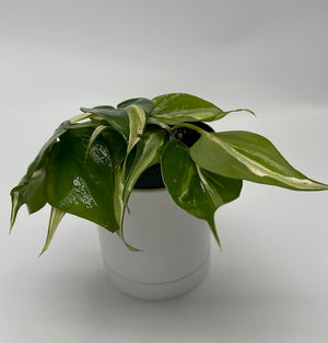 Philodendron Hederaceum 'Silver Stripe'