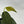 Philodendron Gigas