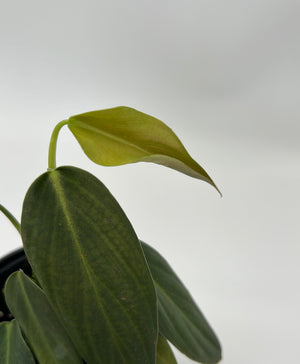 Philodendron Gigas