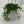 String of Frogs