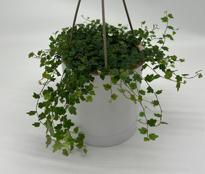 String of Frogs