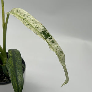 Epipremnum Giganteum ‘Marble Variegated'