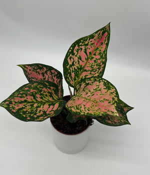 Aglaonema ‘Katrina’