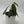 Philodendron Gigas