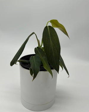 Philodendron Gigas