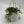 String of Frogs