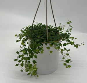 String of Frogs