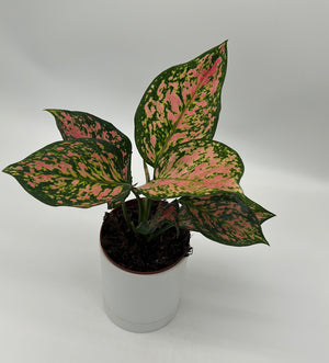 Aglaonema ‘Katrina’