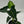 Alocasia ‘Frydek Tattoo’