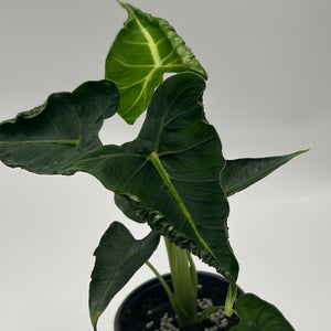 Alocasia ‘Frydek Tattoo’