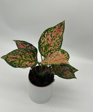 Aglaonema ‘Katrina’