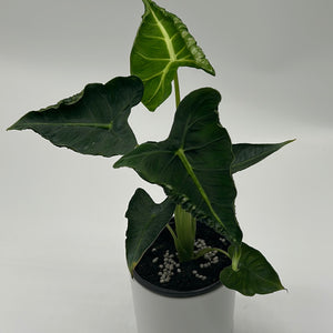 Alocasia ‘Frydek Tattoo’