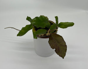 Hoya Waymaniae