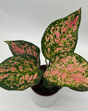 Aglaonema ‘Katrina’