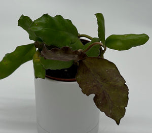 Hoya Waymaniae
