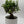 Portulacaria Afra ‘Mini Jade Bonsai’