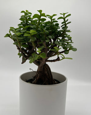 Portulacaria Afra ‘Mini Jade Bonsai’