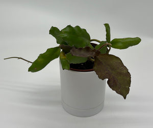 Hoya Waymaniae