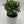 Portulacaria Afra ‘Mini Jade Bonsai’