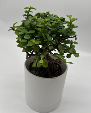 Portulacaria Afra ‘Mini Jade Bonsai’