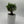 Portulacaria Afra ‘Mini Jade Bonsai’