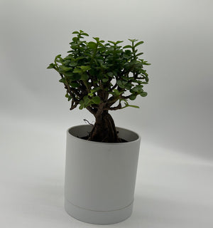 Portulacaria Afra ‘Mini Jade Bonsai’