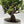 Portulacaria Afra ‘Mini Jade Bonsai’