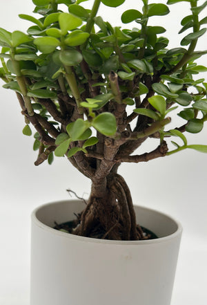 Portulacaria Afra ‘Mini Jade Bonsai’