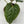 Anthurium Luxurians