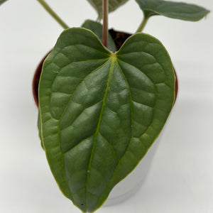 Anthurium Luxurians