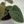 Anthurium Luxurians