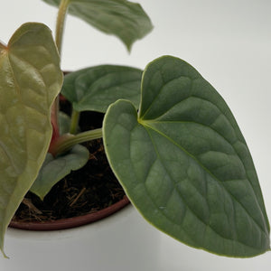 Anthurium Luxurians