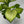 Dieffenbachia ‘Martha’