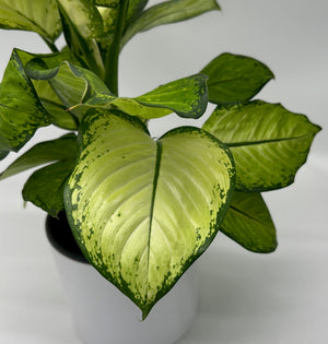 Dieffenbachia ‘Martha’