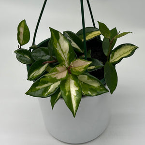 Hoya Carnosa