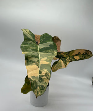 Philodendron 'Brown Beauty'