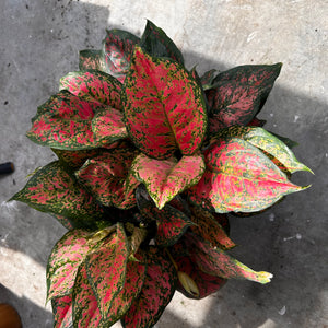 XL Aglaonema ‘Red Heart’