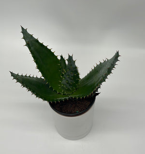 Aloe Aculeata
