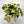 Syngonium ‘Snow White’