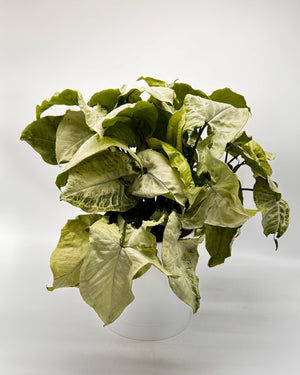 Syngonium ‘Snow White’