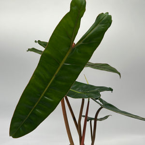 Philodendron Billietiae ‘Croat’