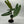Philodendron Billietiae ‘Croat’