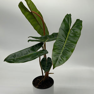 Philodendron Billietiae ‘Croat’