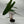 Philodendron Billietiae ‘Croat’
