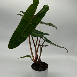 Philodendron Billietiae ‘Croat’