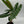 Philodendron Billietiae ‘Croat’