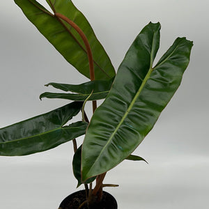 Philodendron Billietiae ‘Croat’
